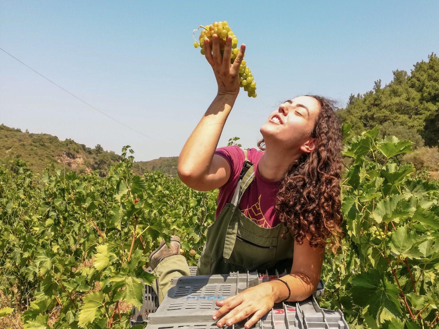 Kostaki Winery: what it takes to establish a winery from scratch